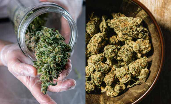 What Is THCA Flower and Why Are People Talking About It?
