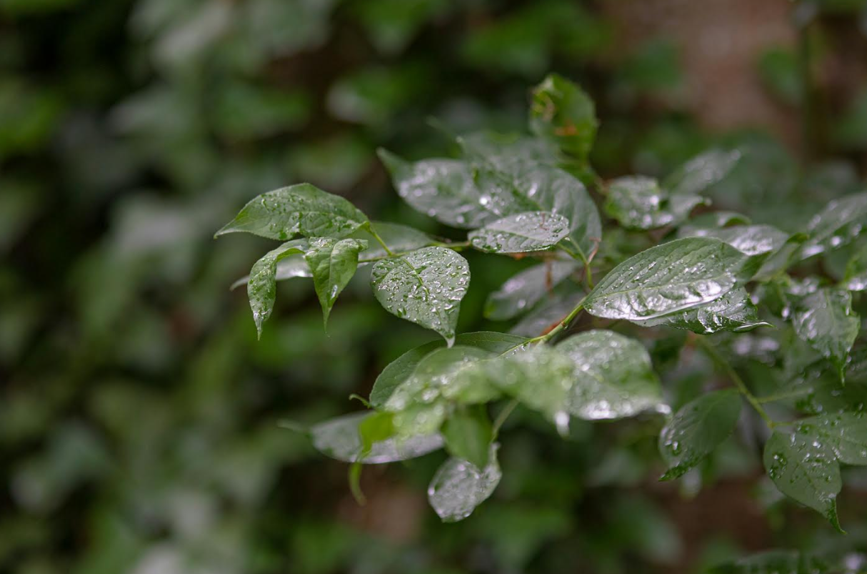 Cannabis Flower and Moisture: Balancing for Best Quality